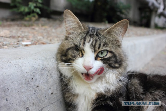 Котовторник 01.07.2014