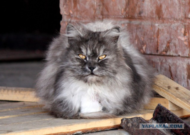Котовторник 16.09.14