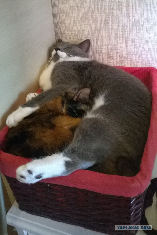 А как спит ваш кот?
