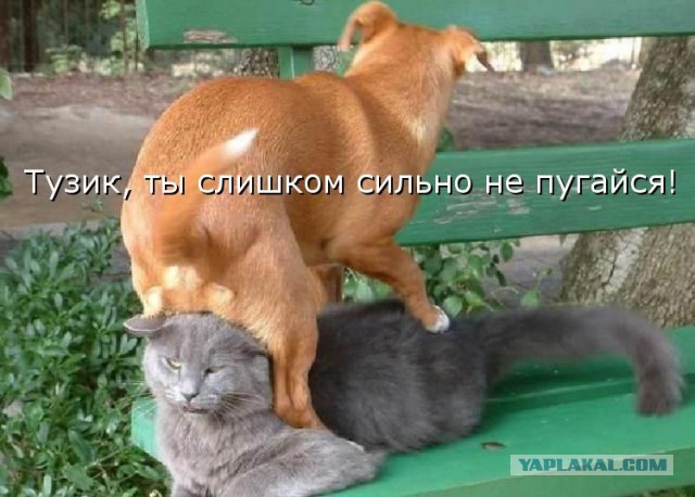Животные в шоке