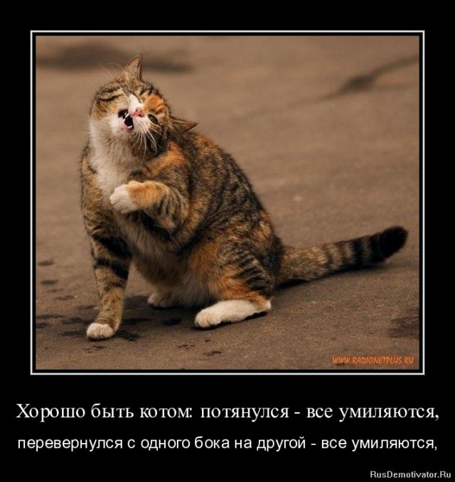 Котята выросли