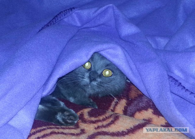 23 доказательства, что щенкам приходится сложнее,