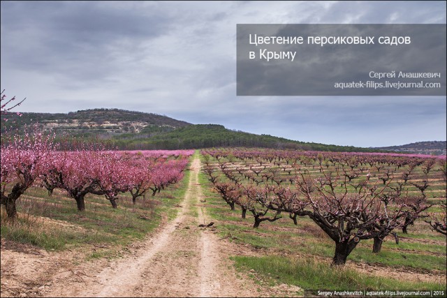 Крым в своей красе. Персики