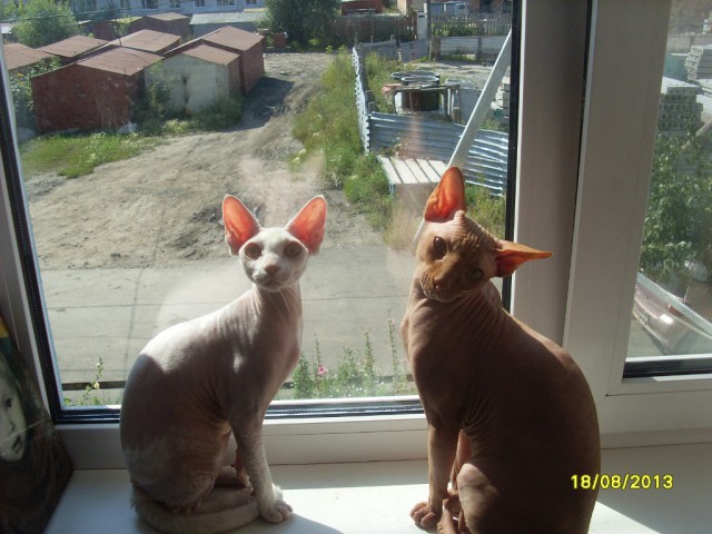 Кот. Просто кот