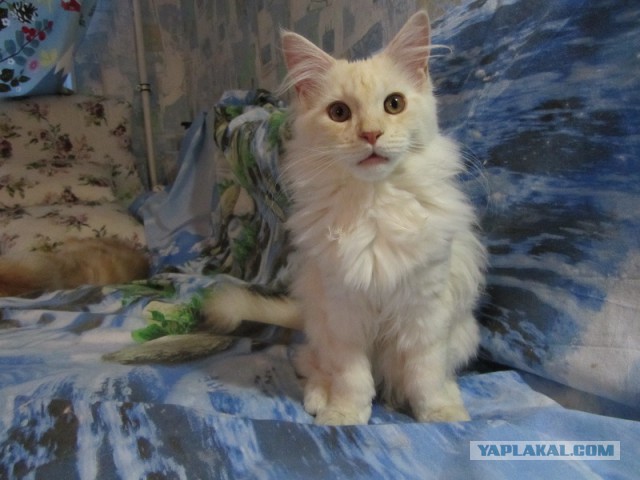 Котовторник   02.06.2015