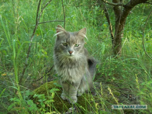 Жизнь домашнего приюта для котеек 68