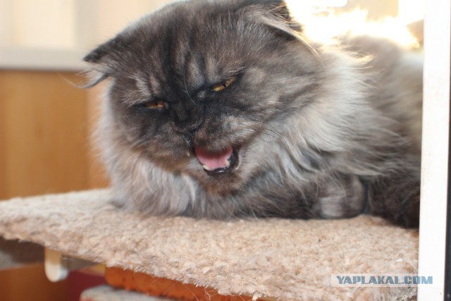 Котовторник 7.07.2015