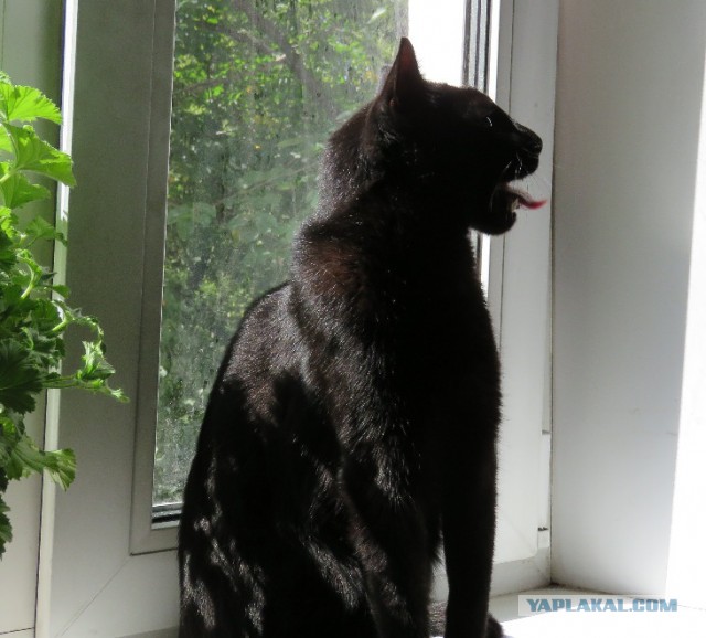 Котовторник