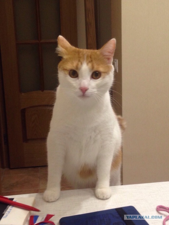 Котовторник