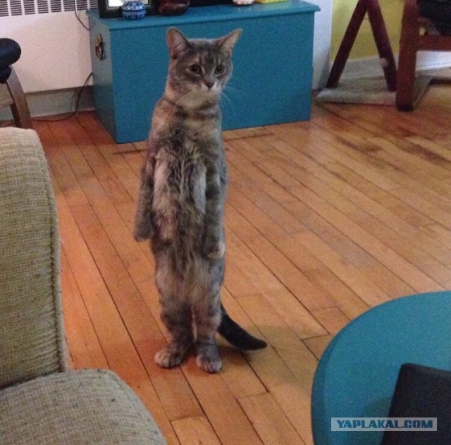 Котовторник