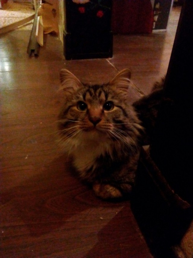 Котовторник