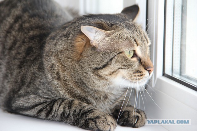 Котовторник  01.03.2016