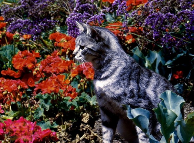 Коты, кошки, котята