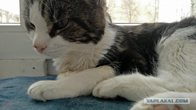 Лучший друг