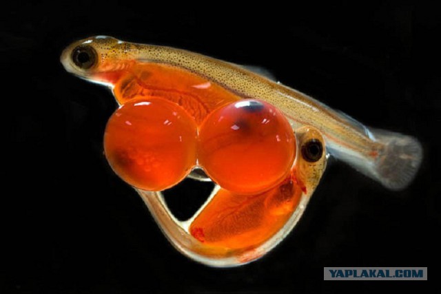 Скоро во всех гнёздах страны!... и не только