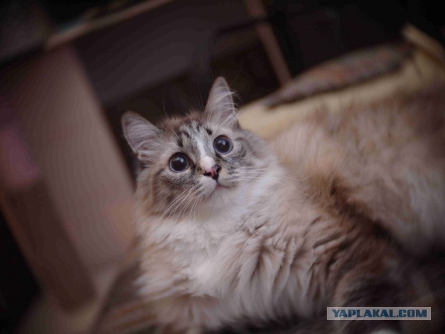 Котовторник 21.06.16