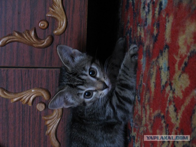 Ваши фотки котов на телефон