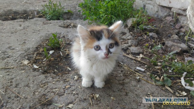 Котовторник 06.09.2016