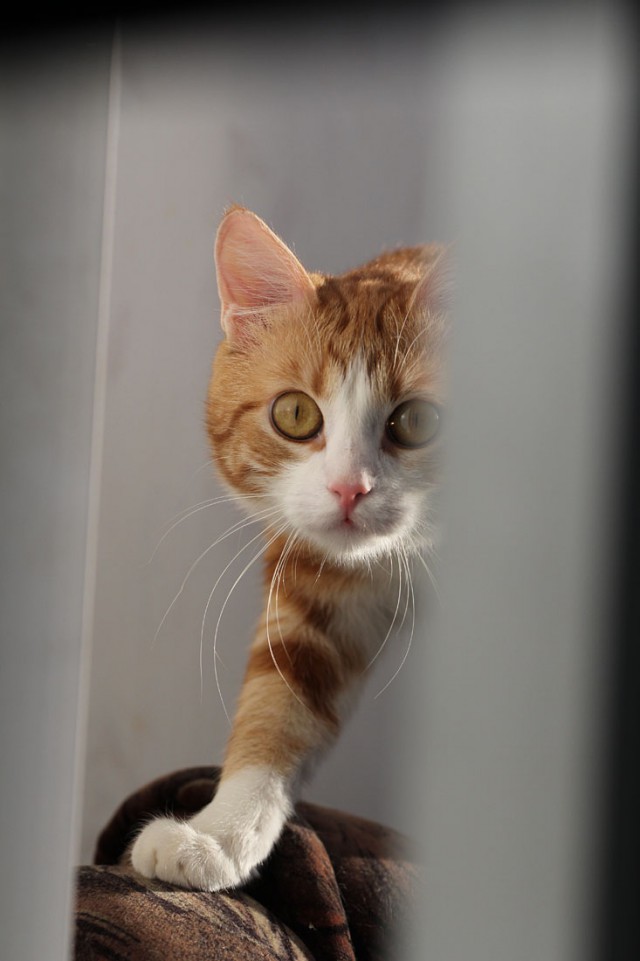 Жизнь рыжего кота, собаки