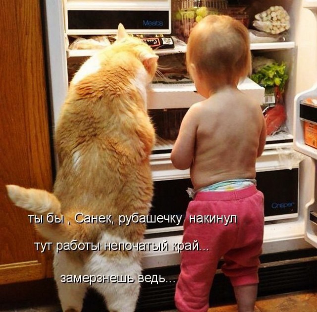 Коты и Кошки