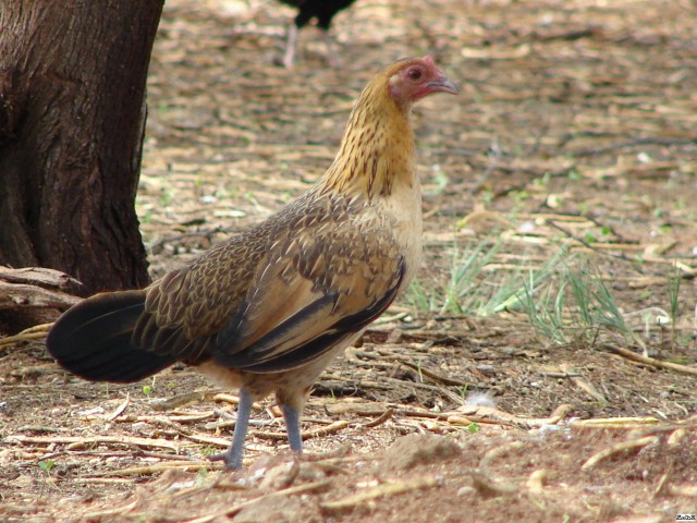 Предок домашних кур