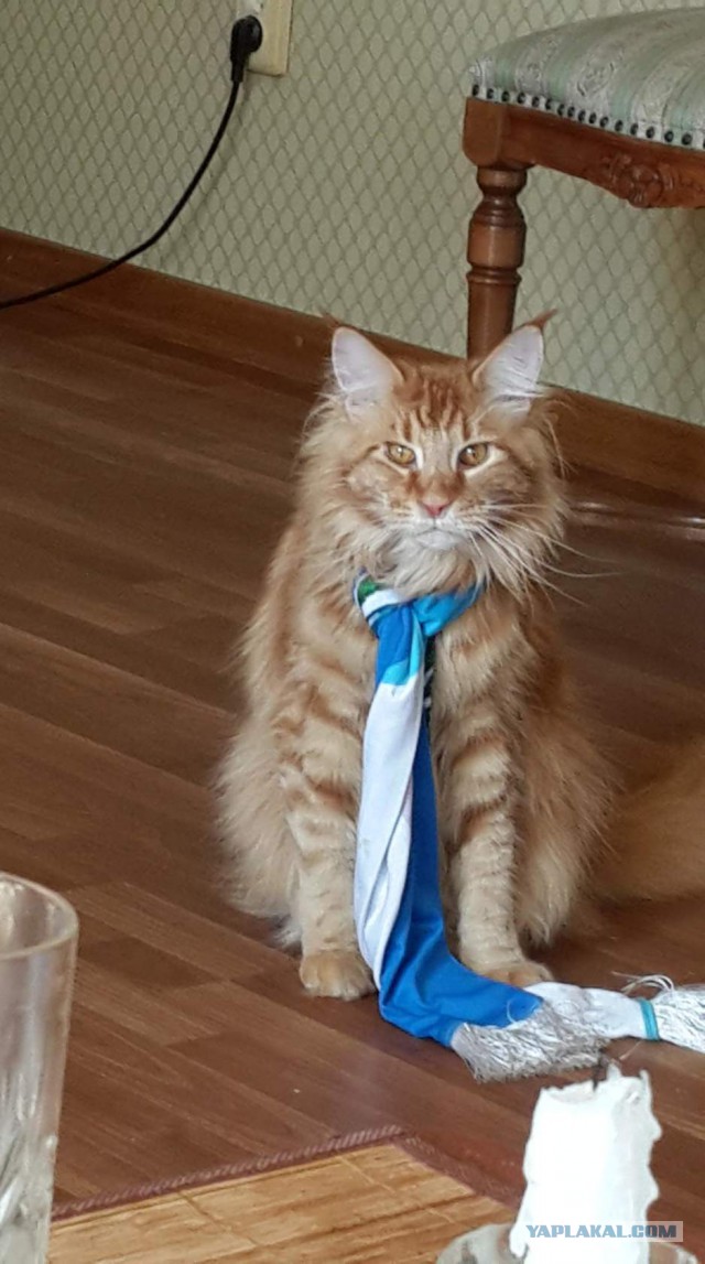 Котовторник 23/05/2017