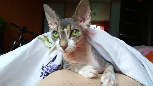 Котовторник 04.07.17