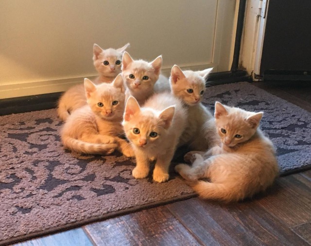 Коты и Кошки