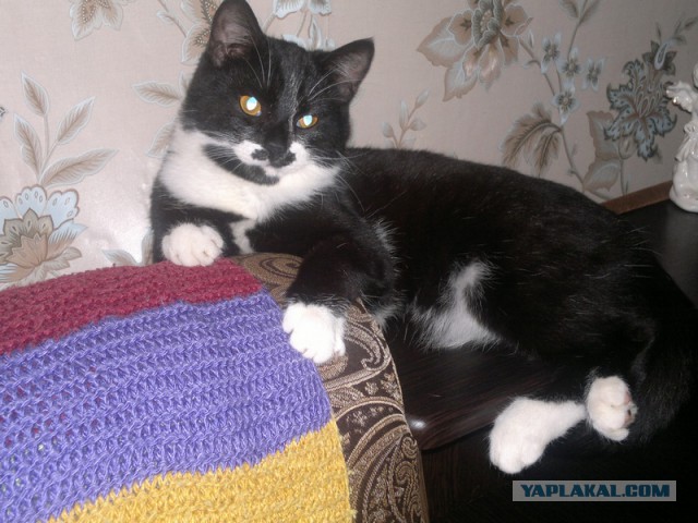 Котовторник