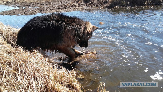 В челябинском приюте для животных поселилась «медвебака»
