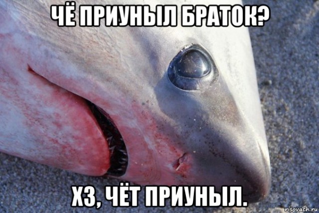В США уже начали замерзать акулы