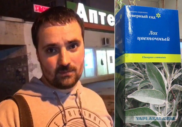 Лох цветочный, толстый, сиськастый *уй