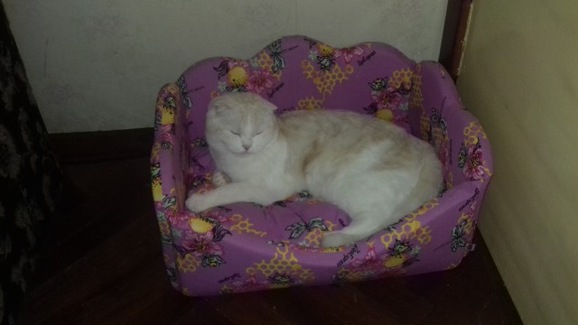 Прикольных котов пост