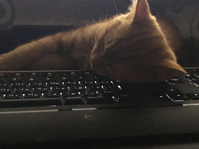 Котовторник 13.03.2018