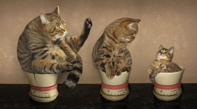 С котом по жизни