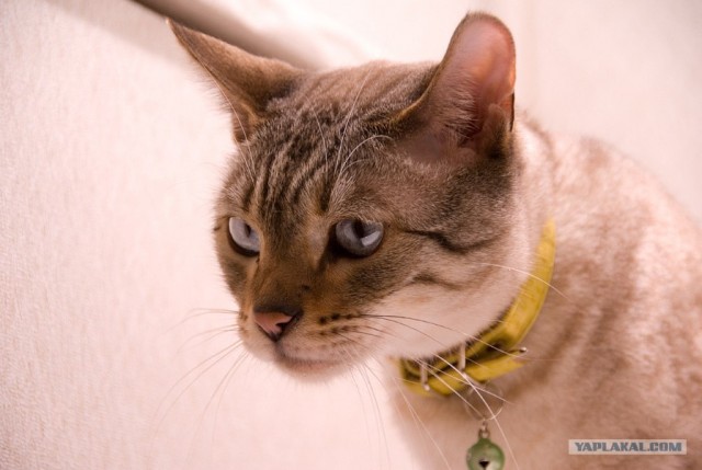 Котовторник на ЯПлакалъ 08.07.2008