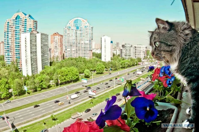 Котовторник на 6 июля