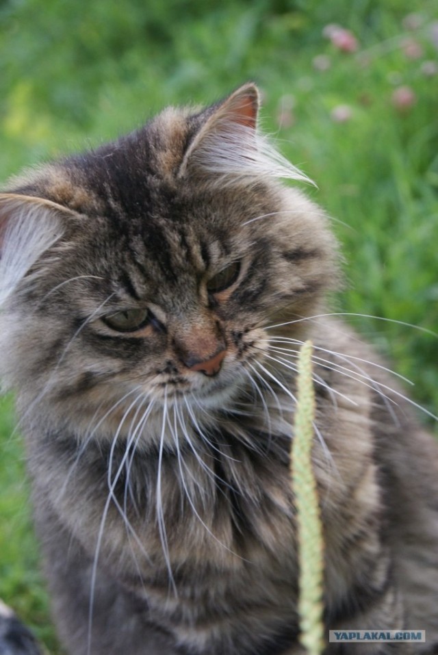 Эпический Котовторник!