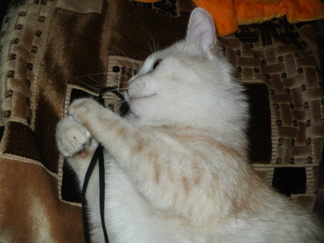 Котовторник 1.11.11