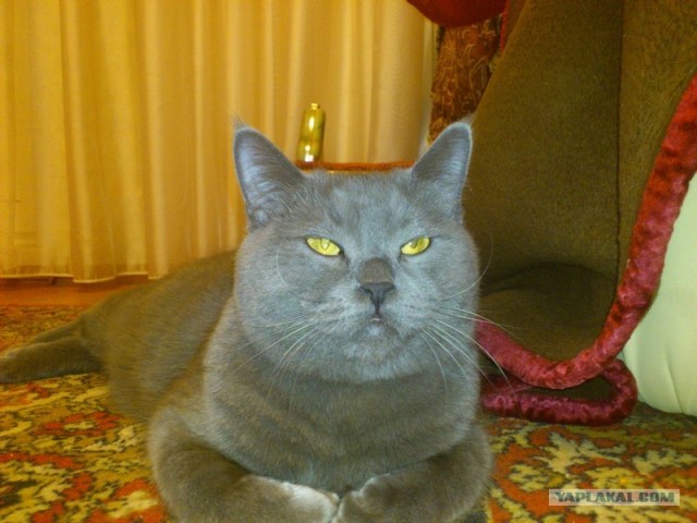 Котовторник 06.12.2011