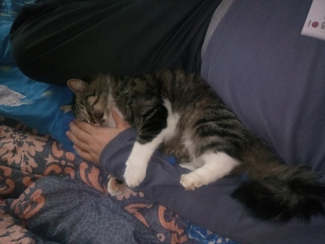 К котовторнику. Почему дома нужен котик