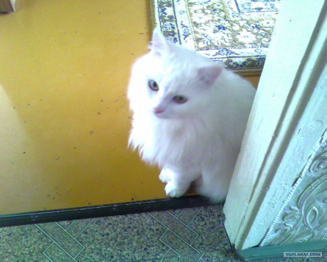 Котовторник 10.04.2012
