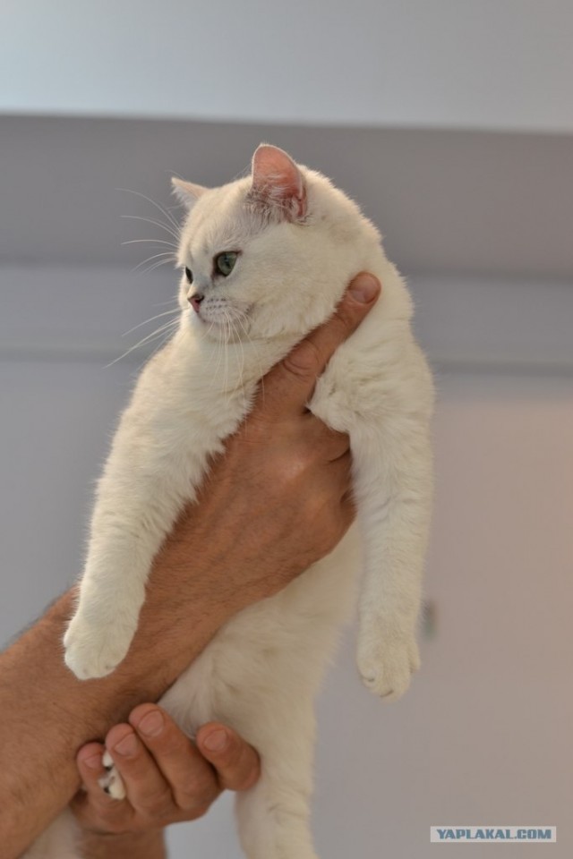 Котовторник   5.06.2012