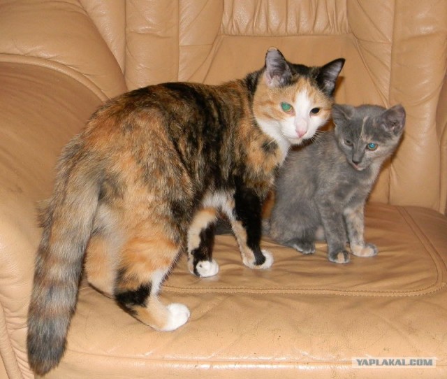 Котовторник  19.06.2012