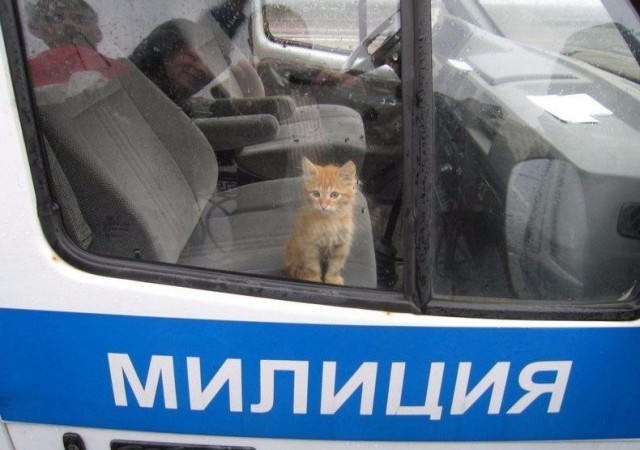Забавные фото котеек
