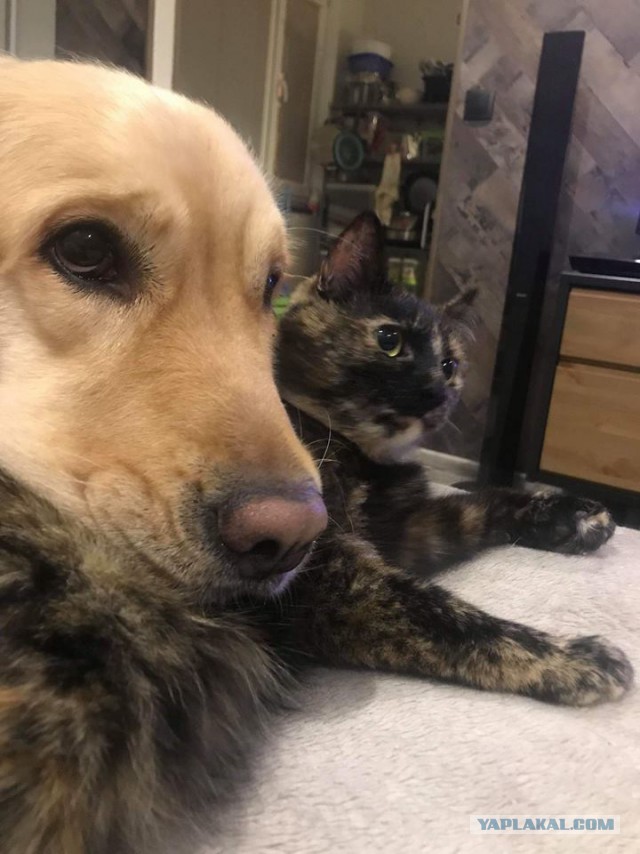 Трехцветное счастье