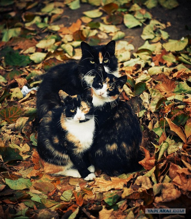 Новогодний Котовторник 01.01.2013