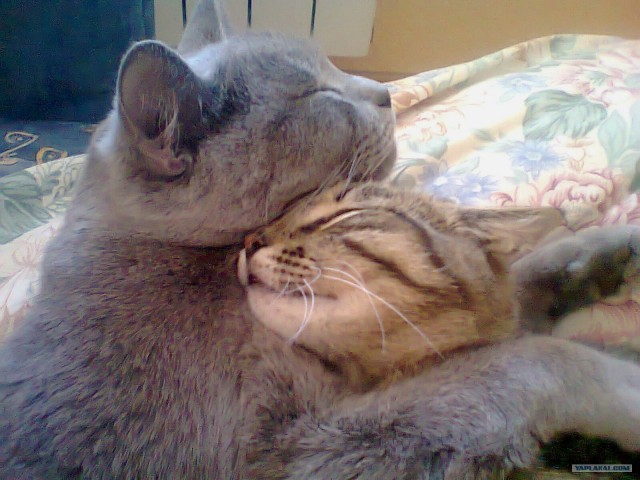 Котовторник 19.02.2013