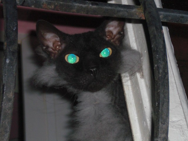 Прикольных котов пост
