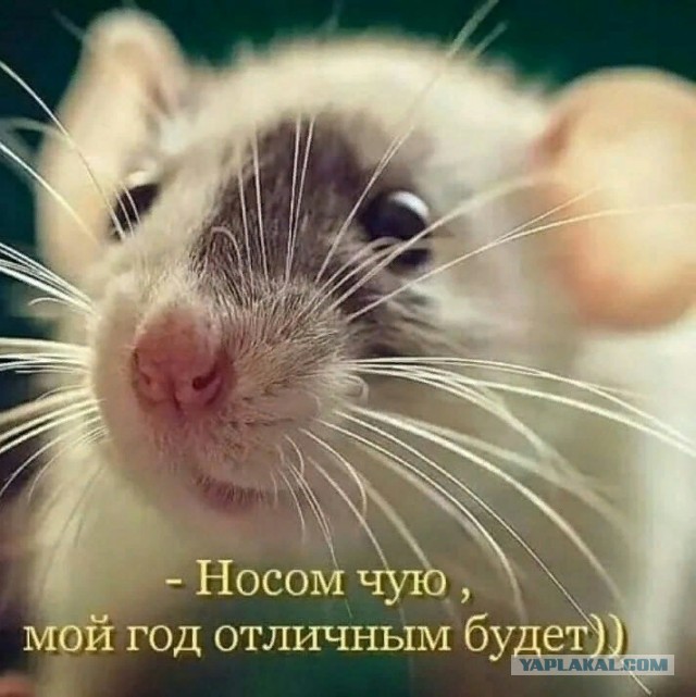 Дорогие ЯПовцы, неЯПОвцы, сочувствующие и просто читающие мимоходом - с наступающим 2020-м годом!
